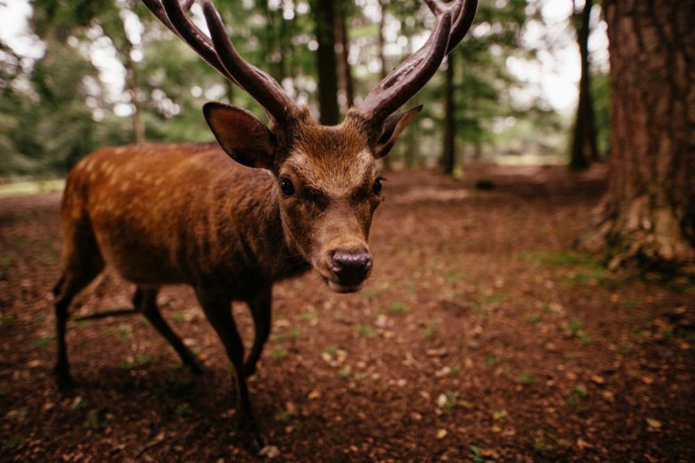 Fencing and Fauna: Keeping Animals Out of Your Yard